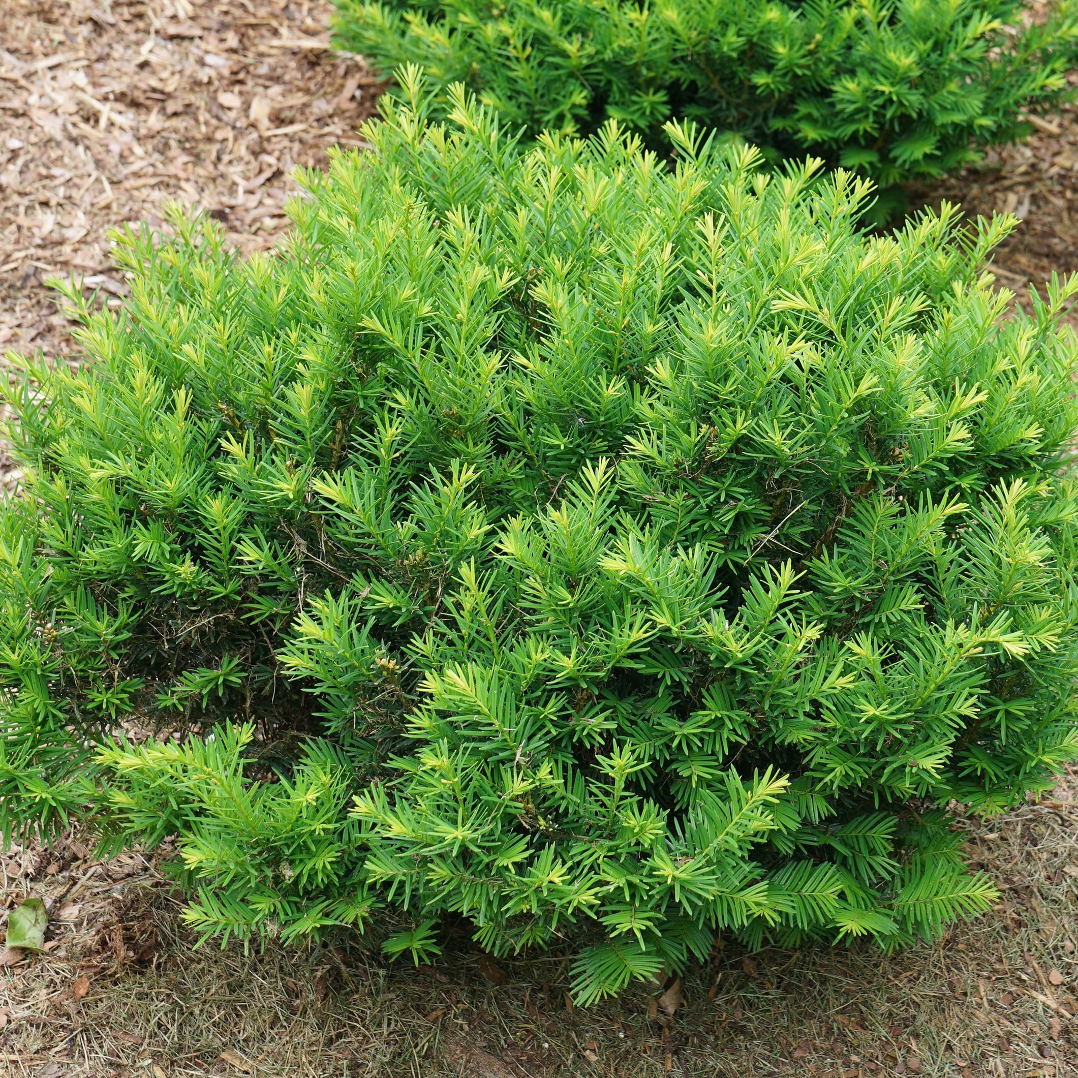 Proven WinnersStonehenge Dark Druid Yew (Taxus x Media), Live Shrub, 4.5" Quart