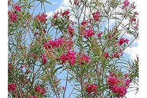 Cultivating Desert Willow: A Guide to Unveil Nature's Hardy Tree