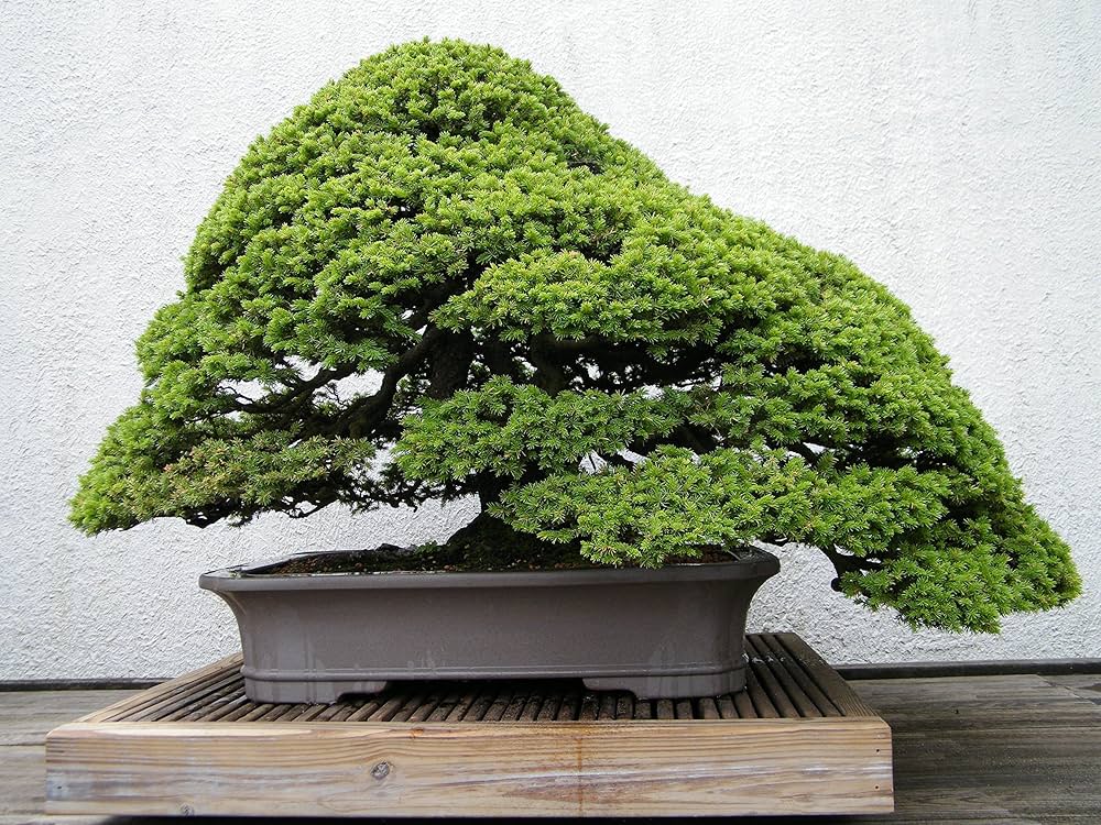 蝦夷松 Amazon.co.jp: エゾマツ＜蝦夷松＞ 種子50粒 Jezo Spruce 50