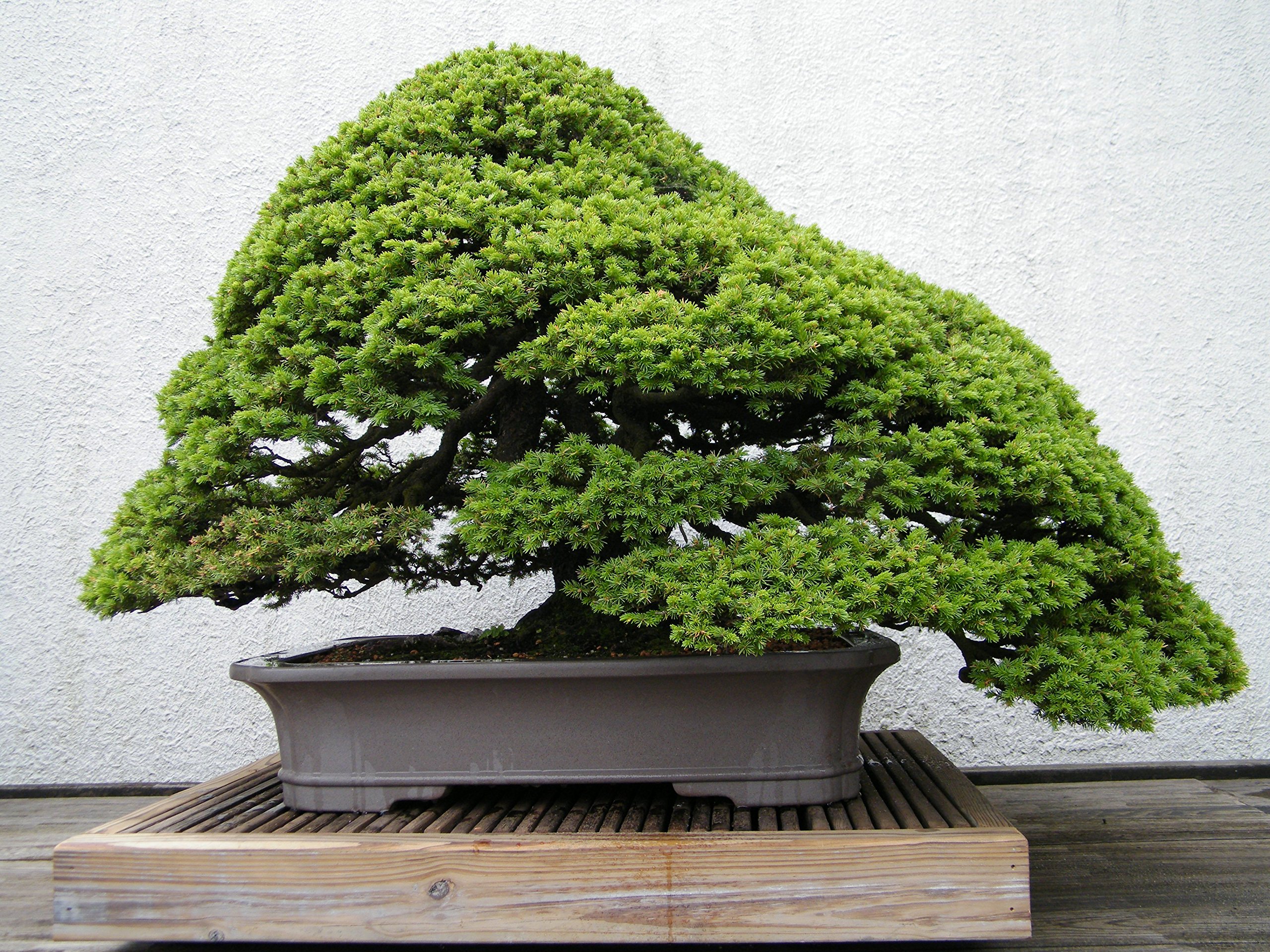 Amazon.co.jp: エゾマツ＜蝦夷松＞ 種子50粒 Jezo Spruce 50 seeds