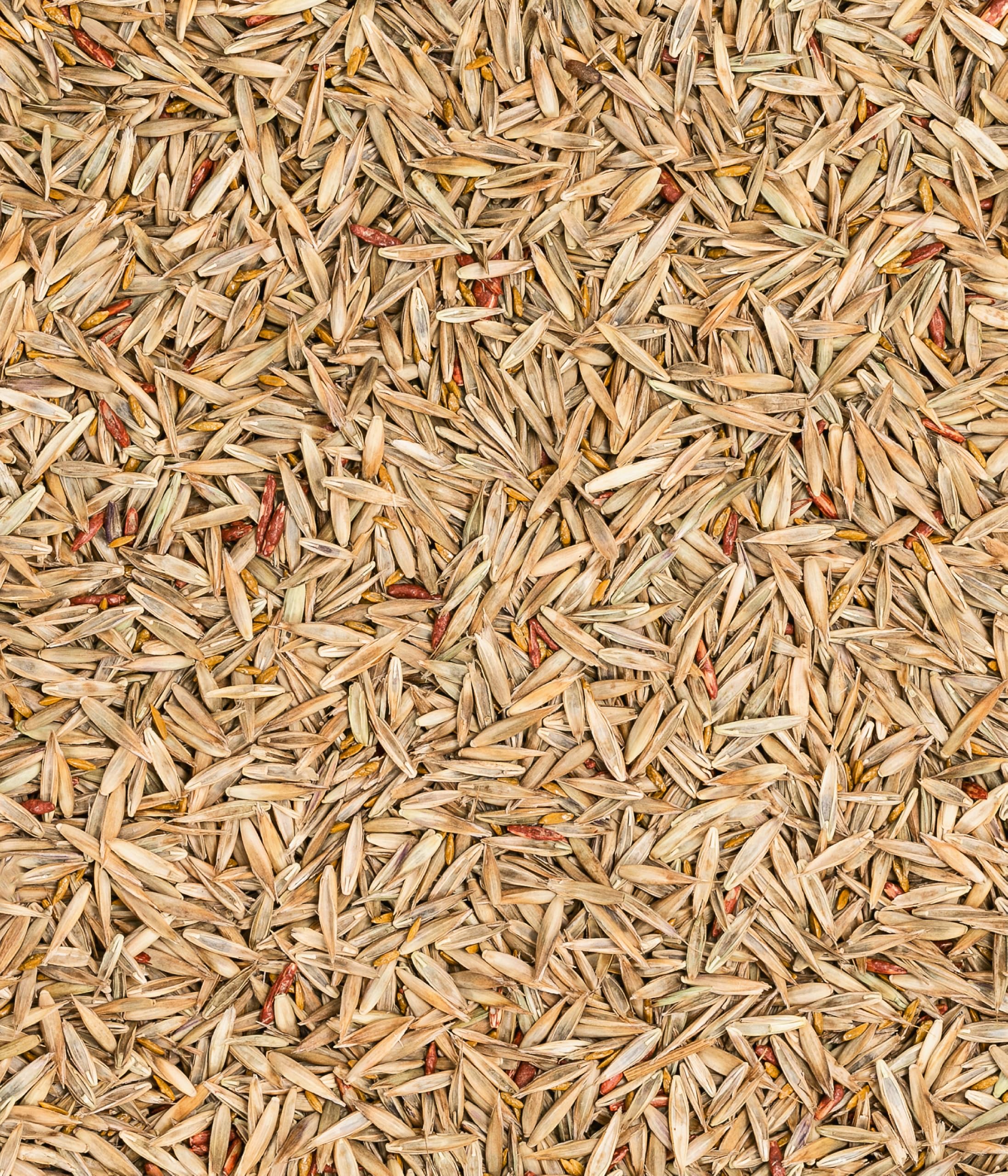 Dehner 5802475 - Semillas para césped, Color Natural