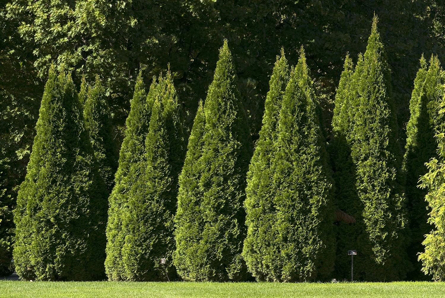 Live Plant Green Promise Farms, Thuja occidentalis 'Smargd' Emerald Green Arborvitae #3 Size Container, Evergreen