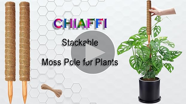 【Fumiti】21-22 MOSS STICK【70 SW Amazon.com : 2 Pack 17 Inch Moss Pole, Stackable Moss Poles