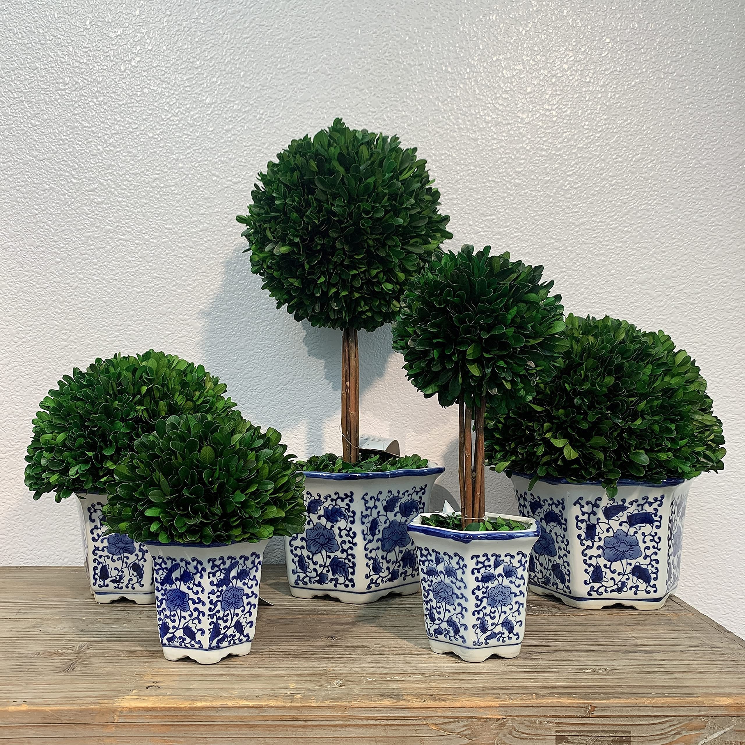 Galt International Zakonserwowany naturalny bukszpan w doniczce ceramicznej - ozdoba na rośliny i stół, oszałamiająca zieleń i dekoracja roślin do domu, niebieski i biały