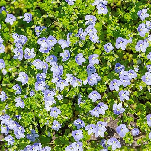 Outsidepride 500 semillas perennes Veronica Creeping Speedwell Ground Cover Seeds para plantar
