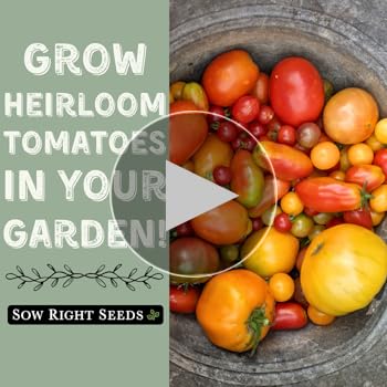 TOMATO　おまとめ商品 Amazon.com : Sow Right Seeds - Cherry Tomato Seed Collection