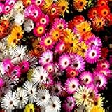 Mix Ice Plant Seeds - 10000 Pcs Perennial, Drought Tolerant Ground Cover Seeds for Planting Vibrant Trailing Blooms, Ideal for Sunny Gardens & Xeriscape Landscaping