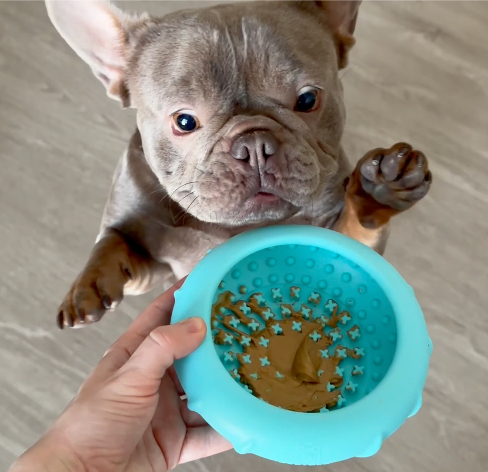 Pet Supplies : Dog Lick Bowl, Bestalk Wobbly Freeze Bowl
