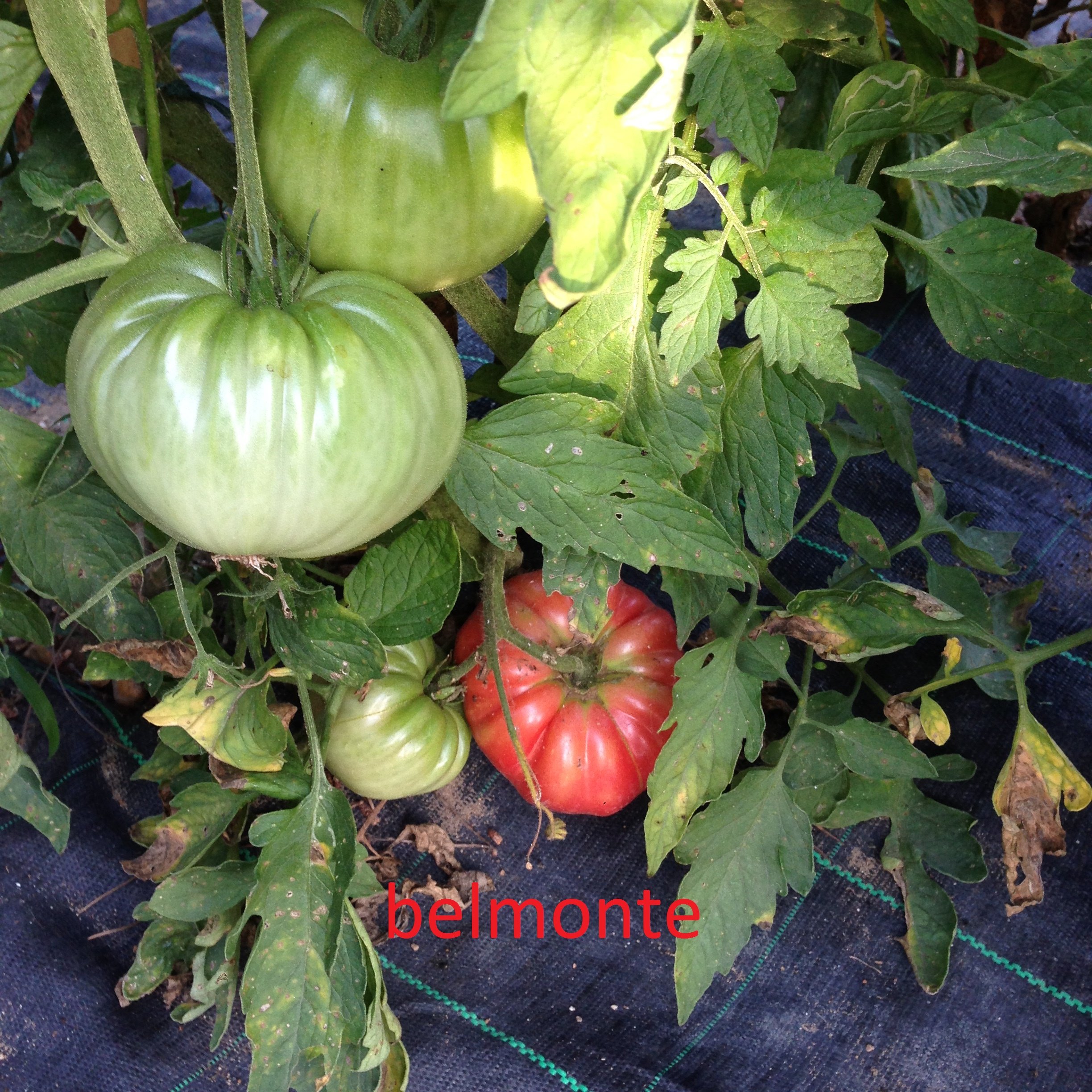 TOMATE GIGANTE BELMONTE