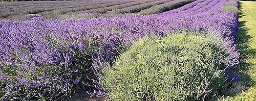Lavandas de Provenza, Francia, en maceta; son muy aromáticas y adecuadas para interiores o exteriores, de Findlavender, Azul Flores