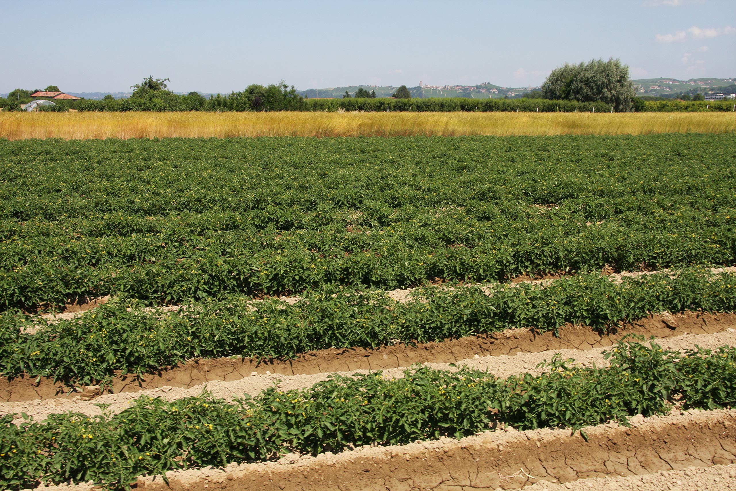 Azienda Agricola Prunotto Mariangela Polpa di Pomodoro Biologica, 6 bottiglie da 690g