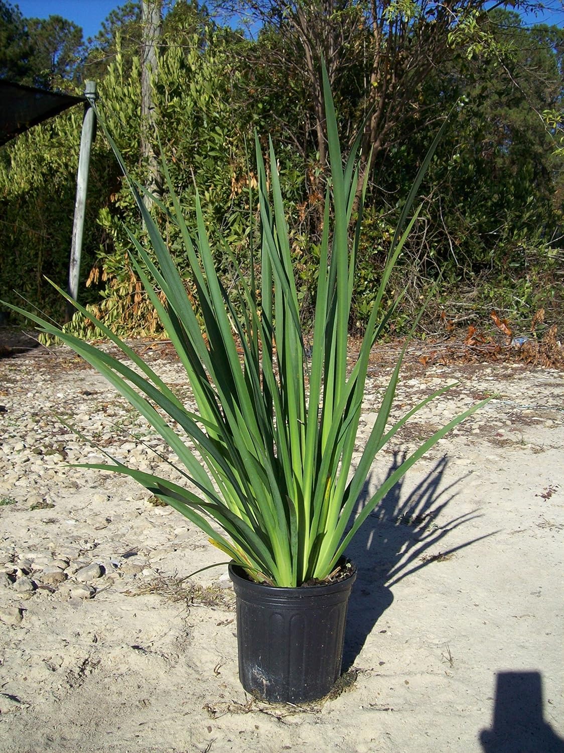 White African Iris 1 Gallon