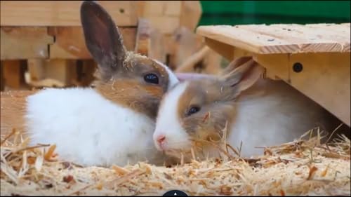 bunny screensaver 4k no ads