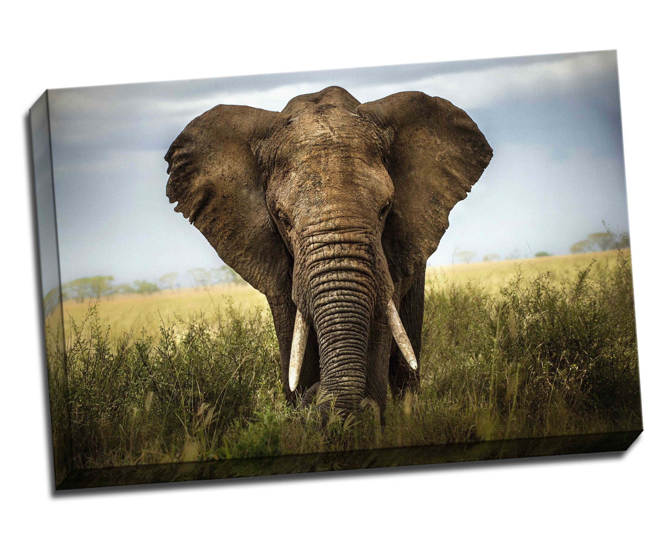 Panther Print Majestic Elephant Head On Canvas Art Print Poster 30"X 20" Inches