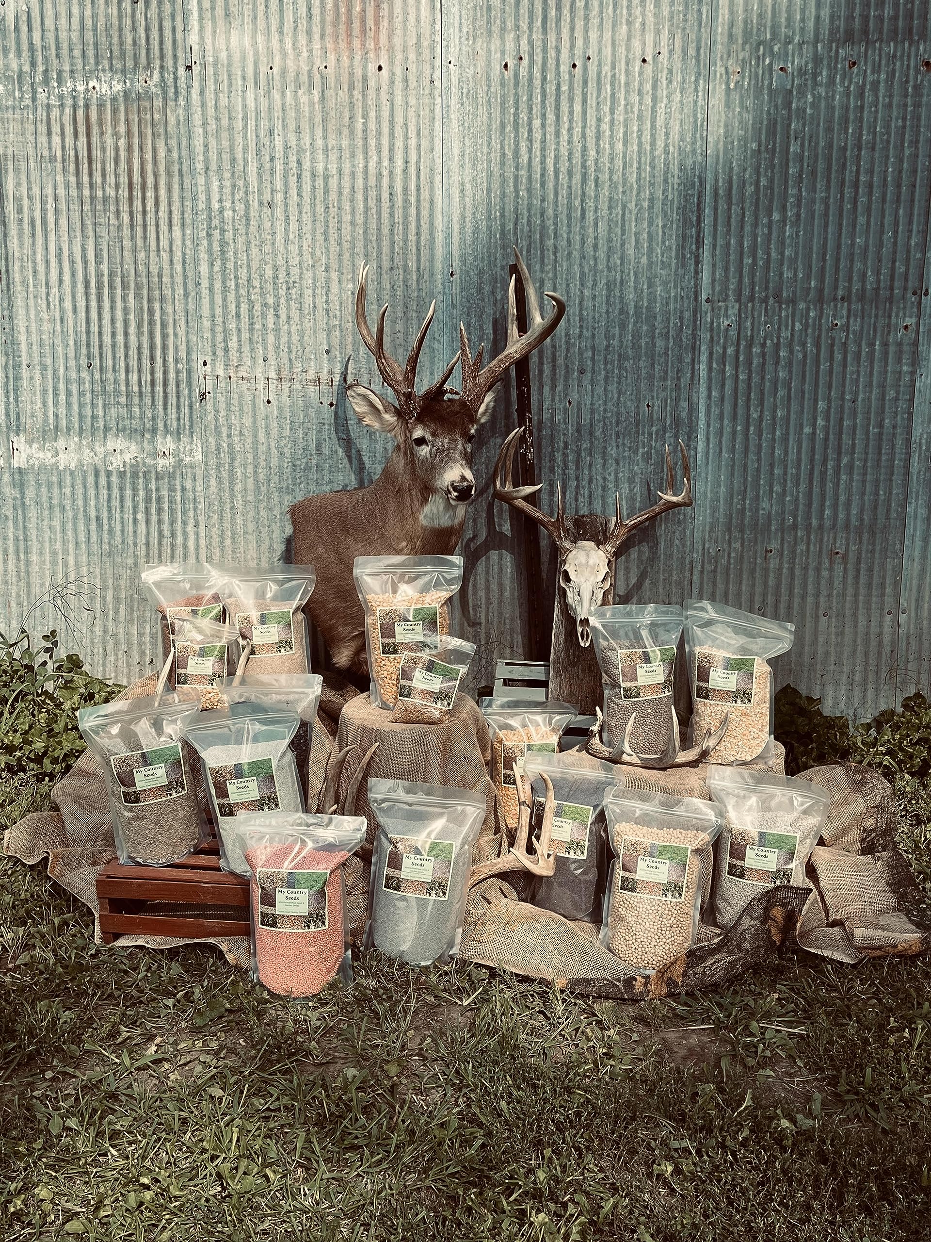 2 lb. Chicory Seed Food Plot Deer Forage Wildlife Seeds Grazing