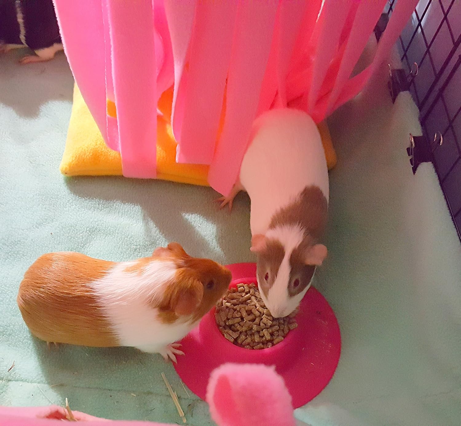 Tip-Proof Ergonomic Pet Bowl for Guinea Pig and Other Small Pets, 1/4-Cup Small Size, Fuchsia (Pink) (Pack of 2)