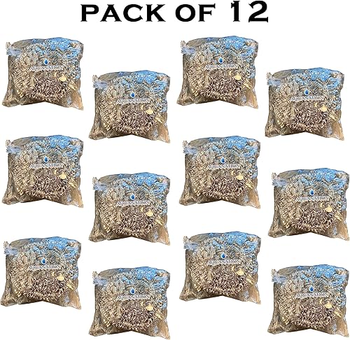 Miniatura 4 de AquaNation Estropajos de acero inoxidable de alta calidad [grandes de 1.76 oz] | Paquete de 12 unidades resistentes | Estropajos de lana de acero de