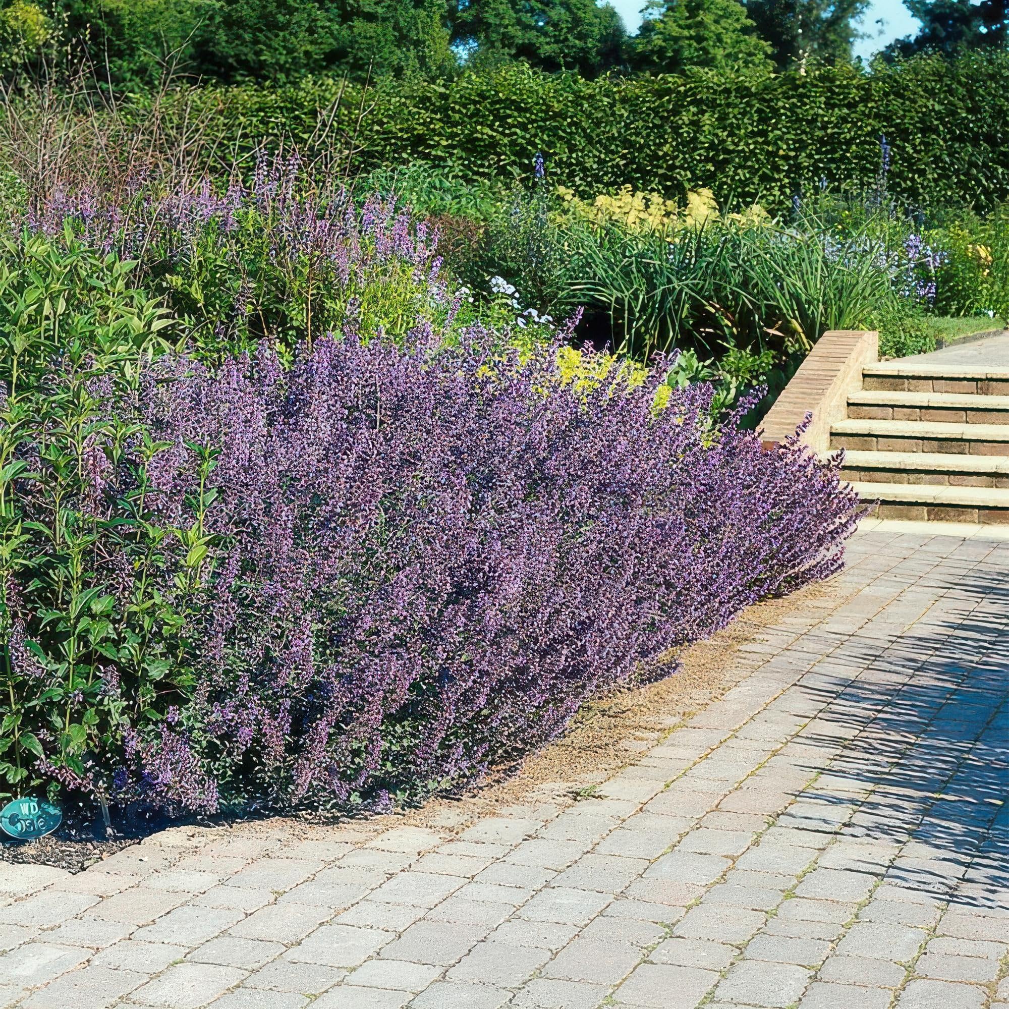 Katzenminze Nepeta 'Six Hills Giant' Lila Staude 12 Pflanzen Ø9 cm 10-25 cm