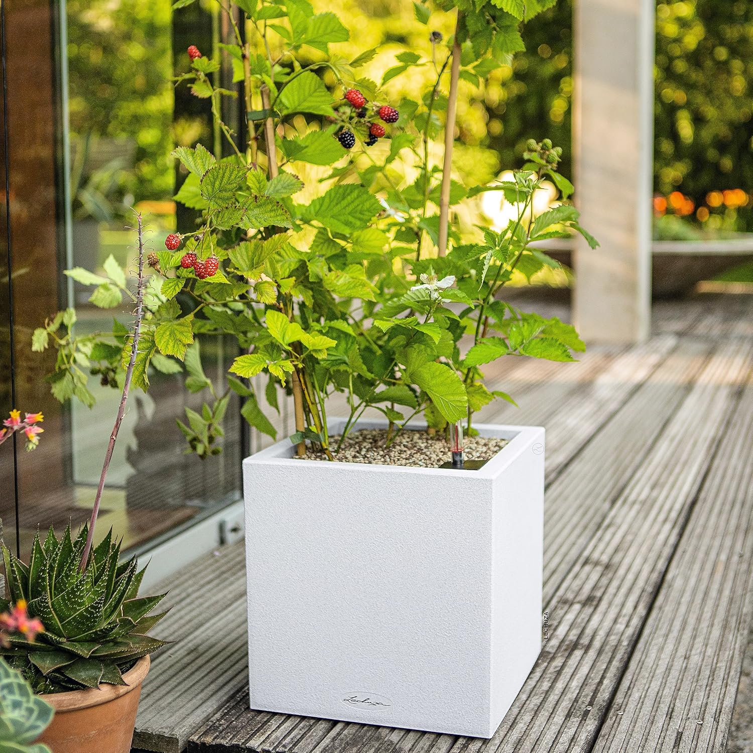 Lechuza Canto Stone Low 30 Quartz White, Self-Watering Square Planter, H11.8 L11.8 W11.8 in