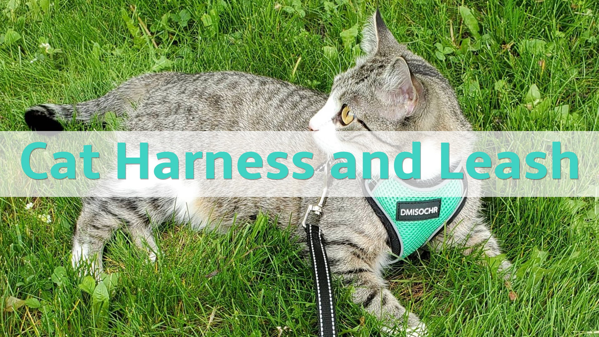 DMISOCHR Cat Harness and Leash Set - Escape Proof Cat Vest Harness for Walking Outdoor - Reflective Adjustable Soft Mesh… - Image 8
