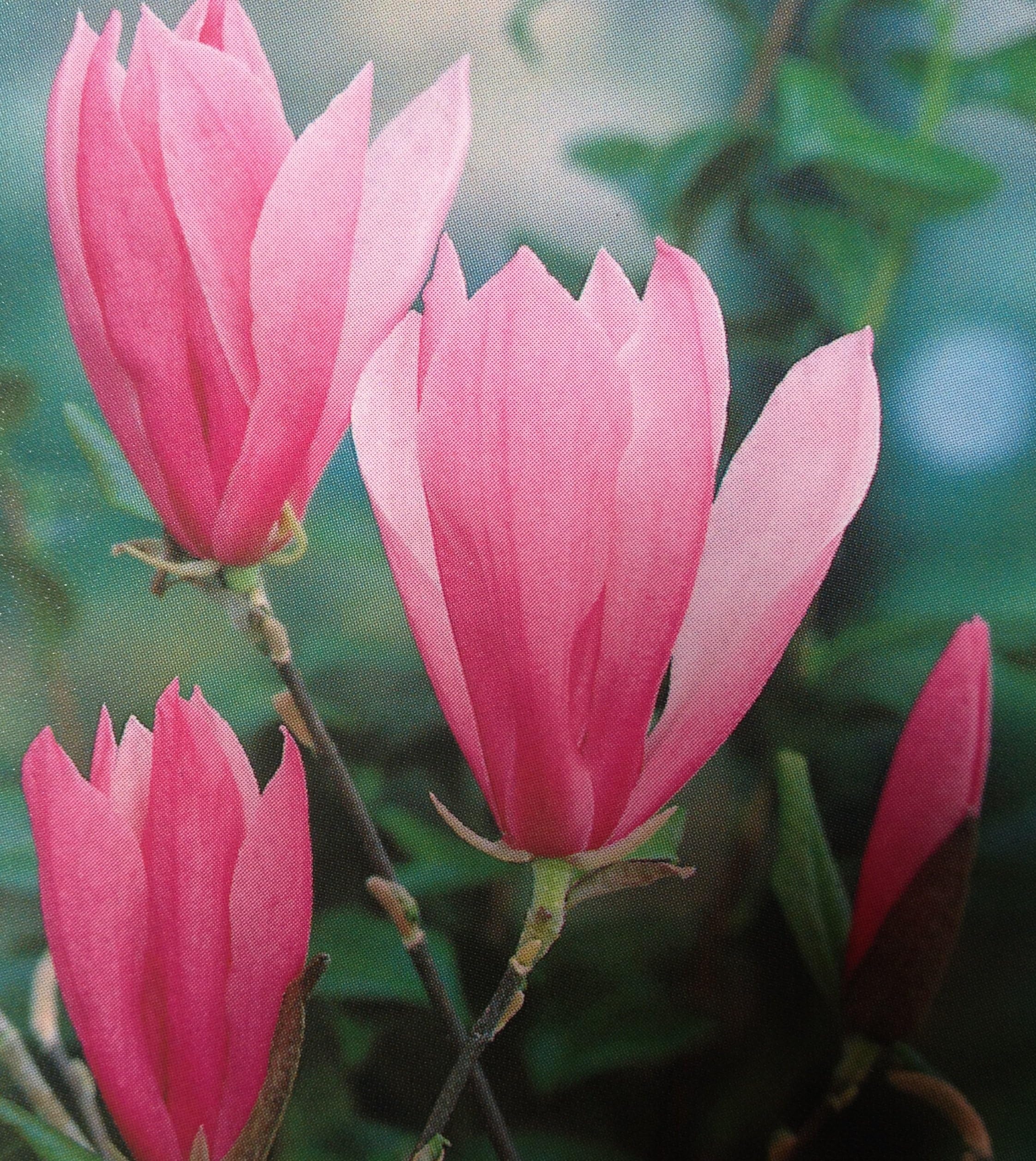 Magnolia Betty