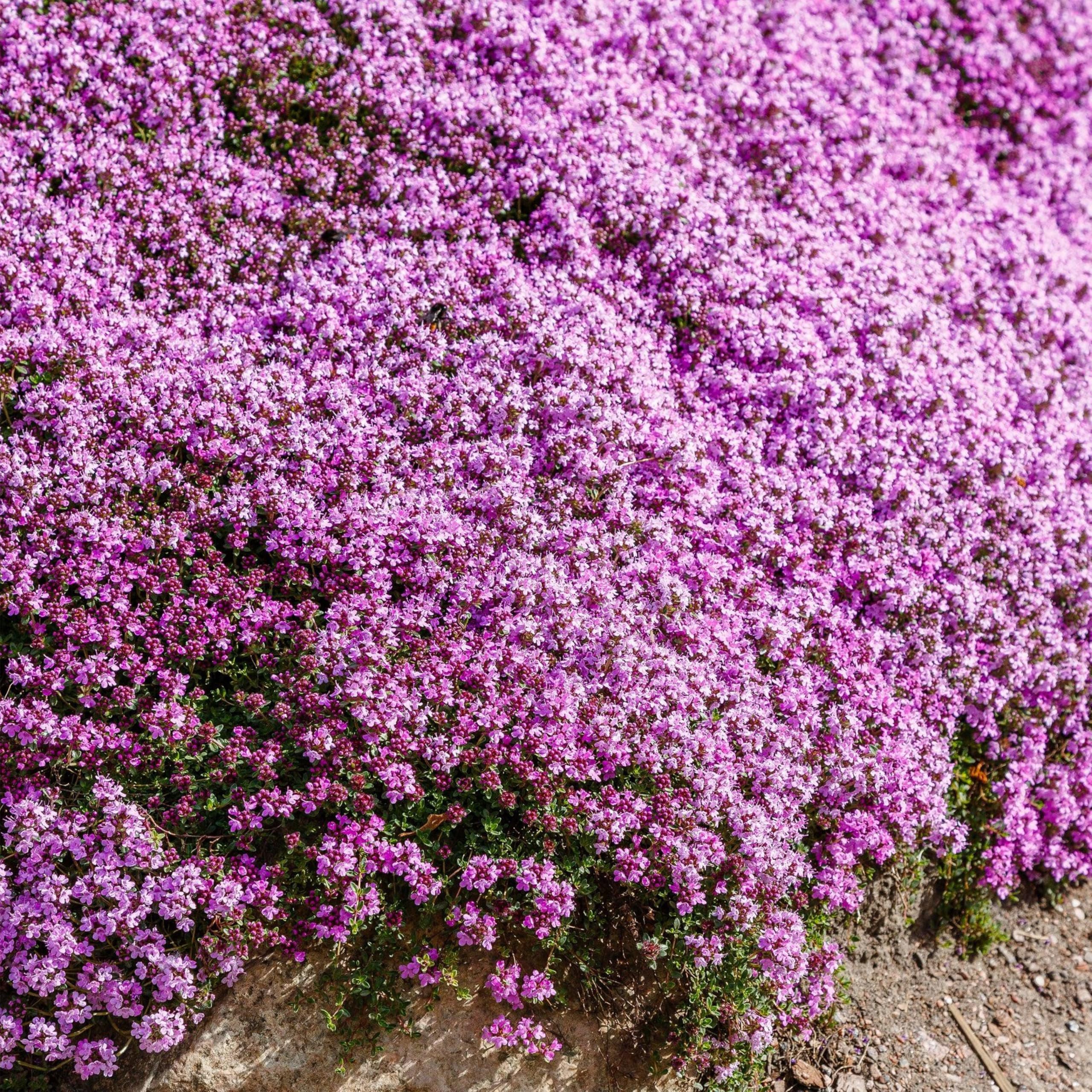 KVITER 10 000 Purple Creeping Thyme Seeds for Planting (Thymus Serpyllum Seeds) – Low-Growing Organic Perennial Ground Cover Plants, Heirloom Non-GMO