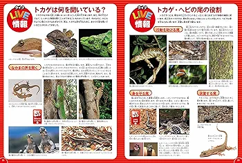 DVD付】爬虫類・両生類 (学研の図鑑LIVE) 3歳~小学生向け 図鑑
