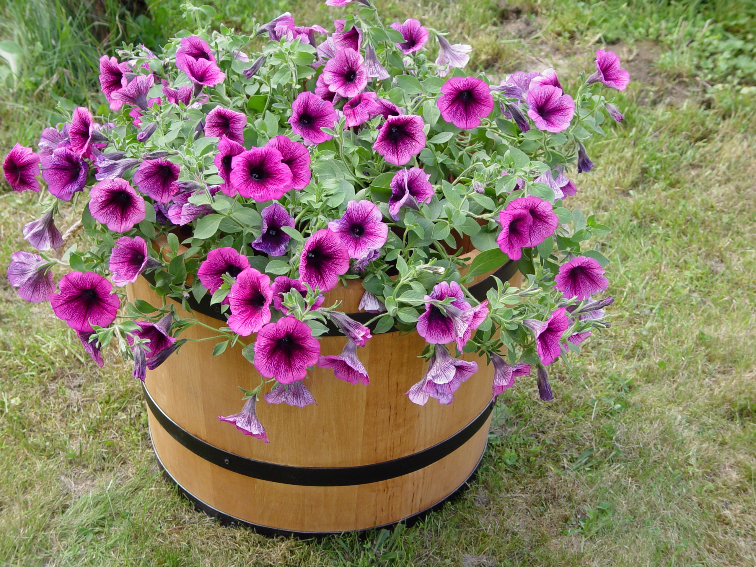 weeco Barile in legno come vaso per fiori, un vaso in legno da mezzo botte 40 x 49 cm.