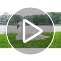 Geetery 2 Pcs Swan Decoy Pond Floating Decoration Plastic Lifelike Goose Floating Decoys Garden Pond Decoration for Fields Float on The Water Pool Garden Accessories, White