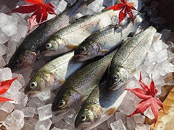 Amazon.co.jp: 魚沼産 虹鱒（ニジマス） 冷凍 (12尾入りサイズ