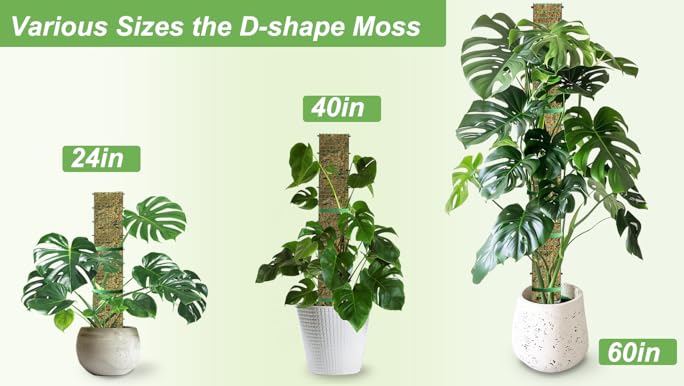 Moss boards Q57 22-23　MOSS STICK A1Ws37VfMEL.png