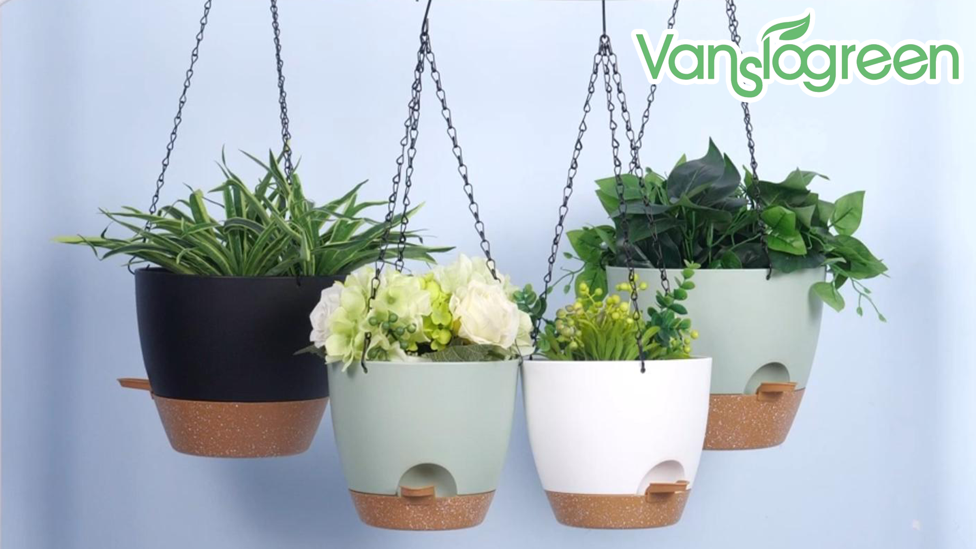 hanging basket plants ivy Variegated English Ivy Hanging Basket - Live Plant in an 8 Inch Pot