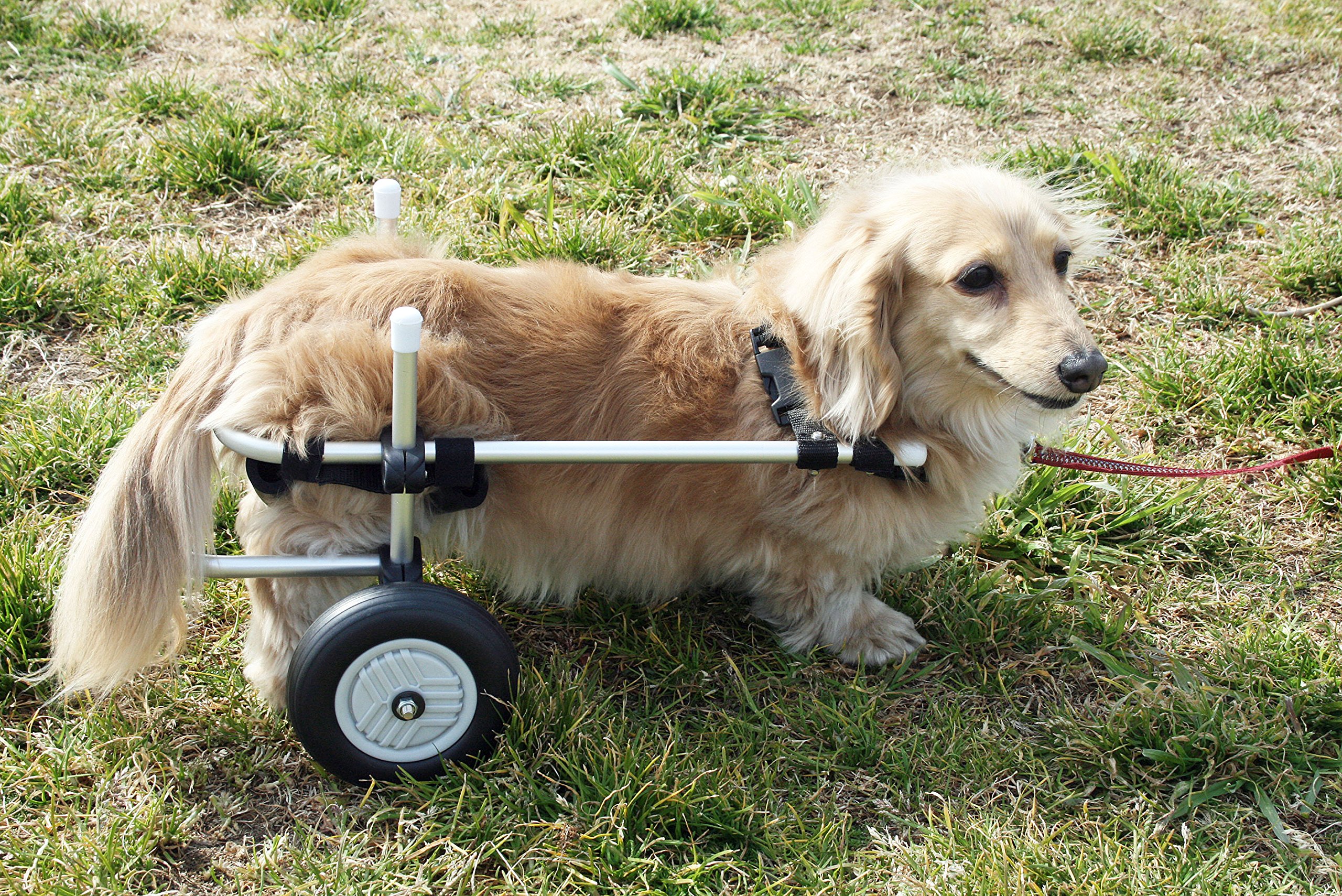 Amazon.co.jp: 小型犬用2輪歩行器 車いす ダックス チワワ等 Sサイズ  