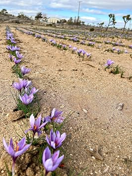 She's Rooted Home Gourmet Saffron Bulbs, One Dozen
