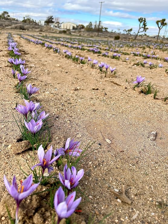 She's Rooted Home Gourmet Saffron Bulbs, One Dozen