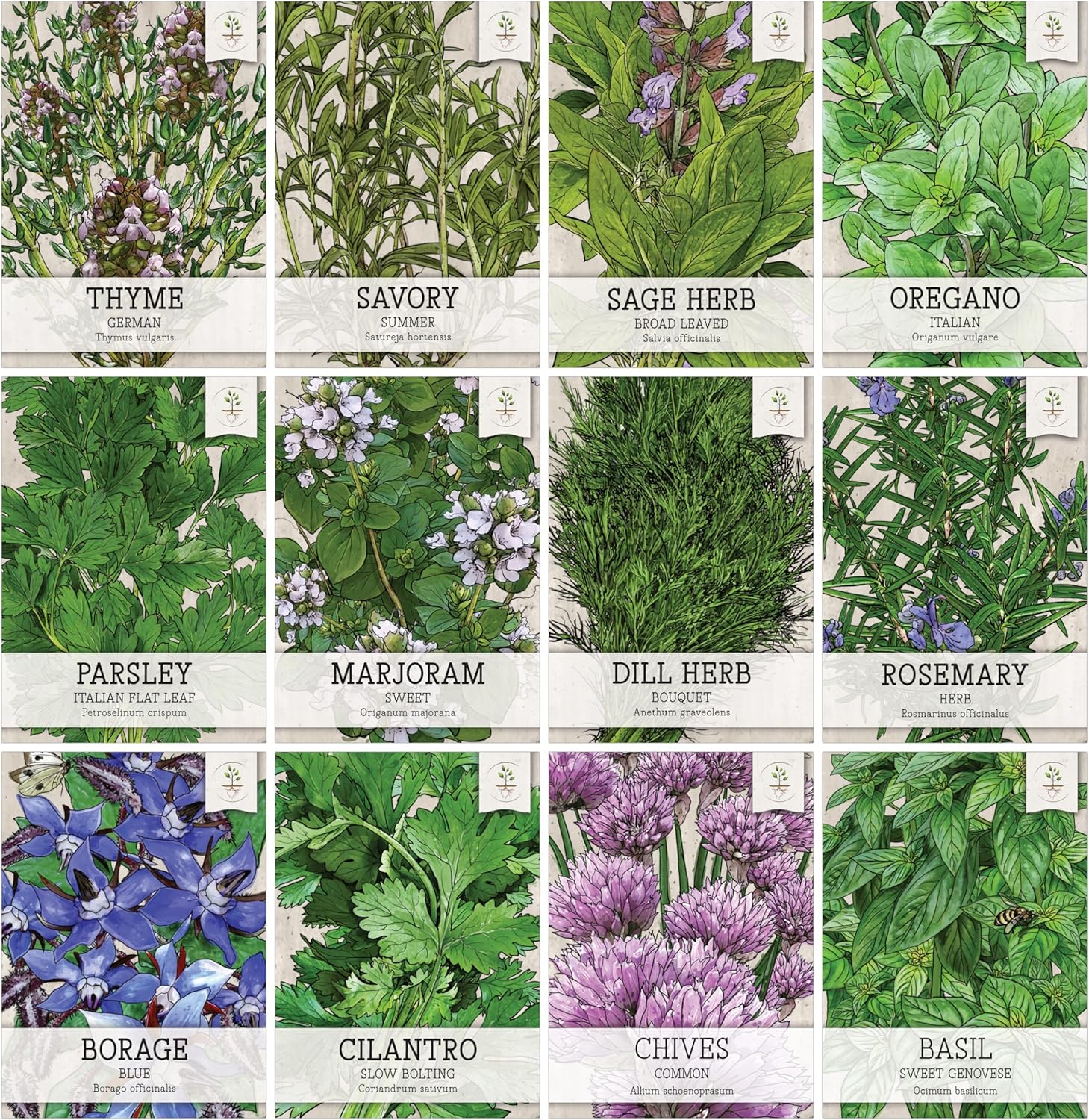 Seed Needs, Herb Seeds Variety Pack Culinary Herb Collection (12 Individual Herbs for Planting Indoors or Outdoors) Grow Your Own Organic Herb Garden – Heirloom, Non-GMO