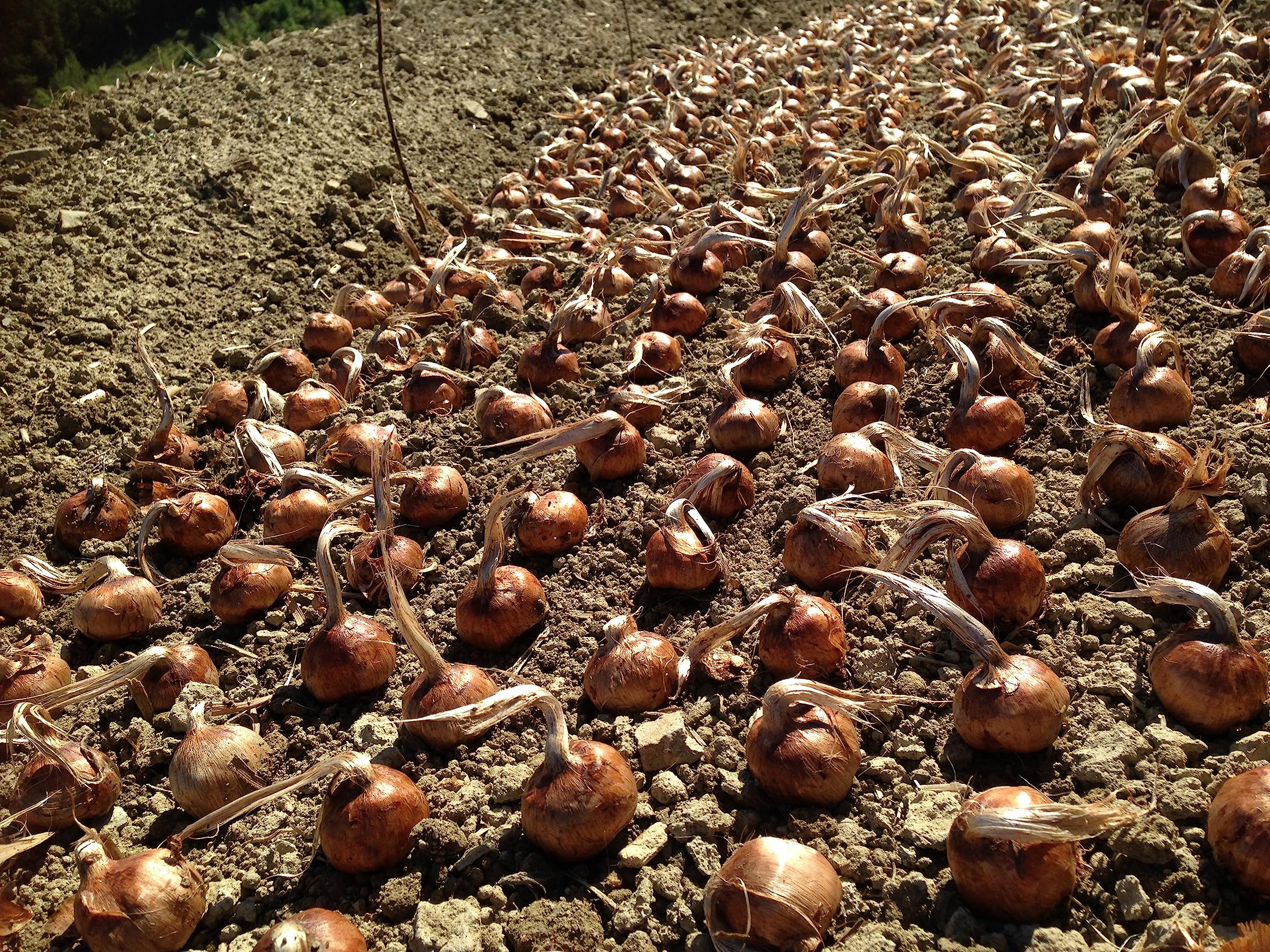 10 bulbi di zafferano grandi da 3 a 4,5 cm di diametro, calibro 10 a 14 a seconda del raccolto