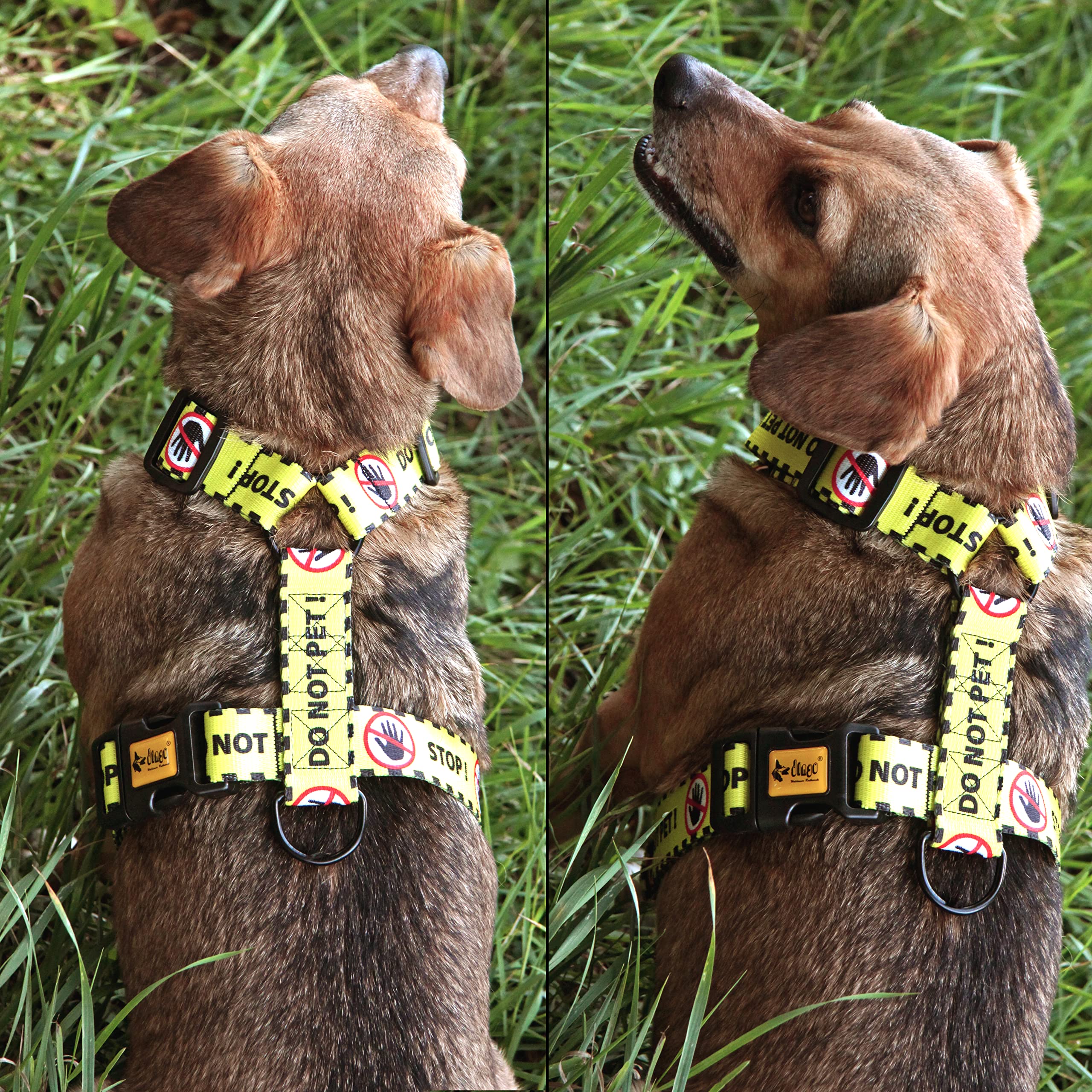 Dingo Do Not Pet Schutzgeschirr, verstellbar, sichere Kontrolle, spezielle Pflege für Verschiedene Hundebedürfnisse, handgefertigt, Schwarz/Gelb mit Warnung Do Not Pet, Größe L (95378)