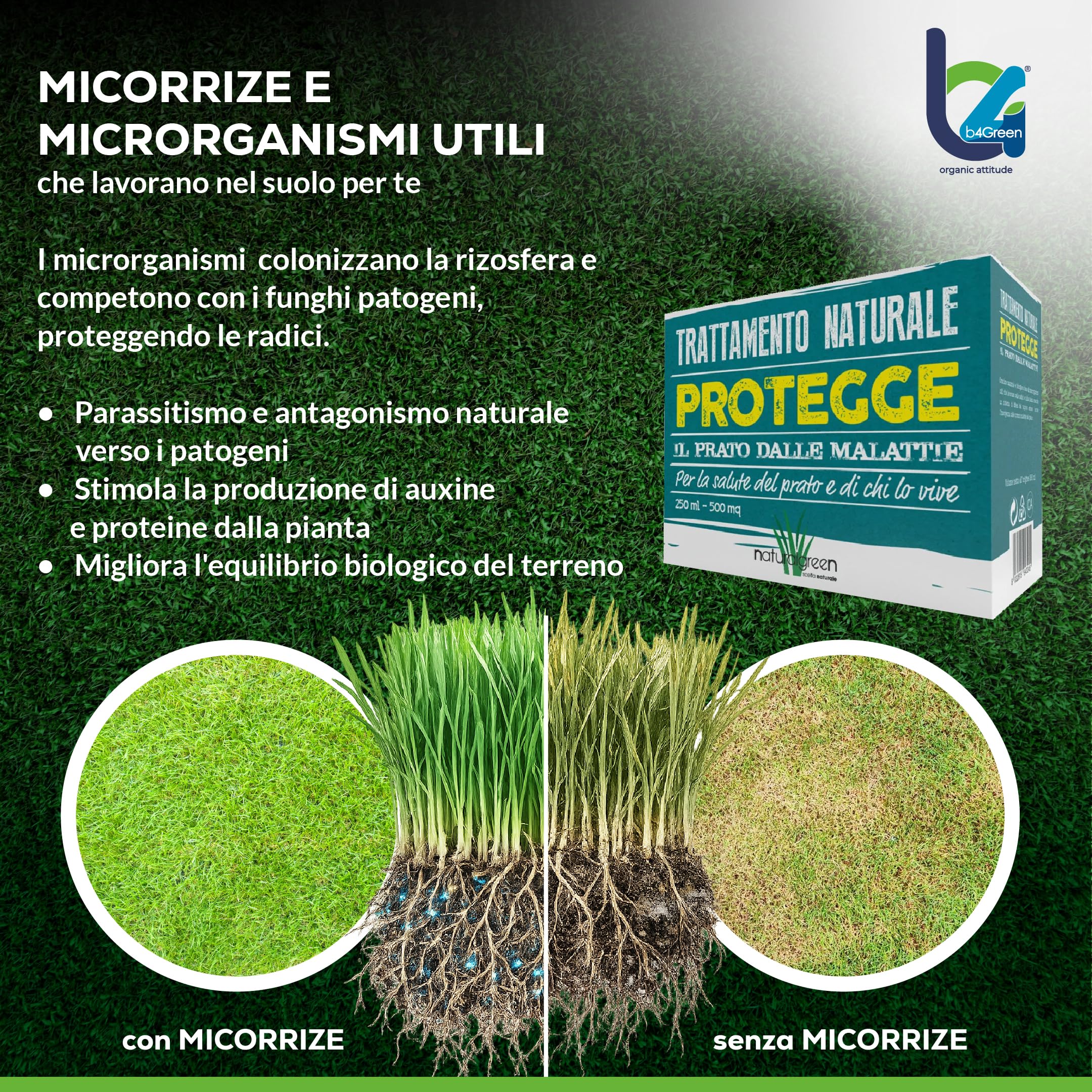 B4Green Protegge Prato (500m²) Funghicida per Prato Naturale Bio 250ml | Fungicida per Prato contro malattie fungine e prato malato, Micorrize Bio e Trichoderma per un tappeto erboso sano e verde