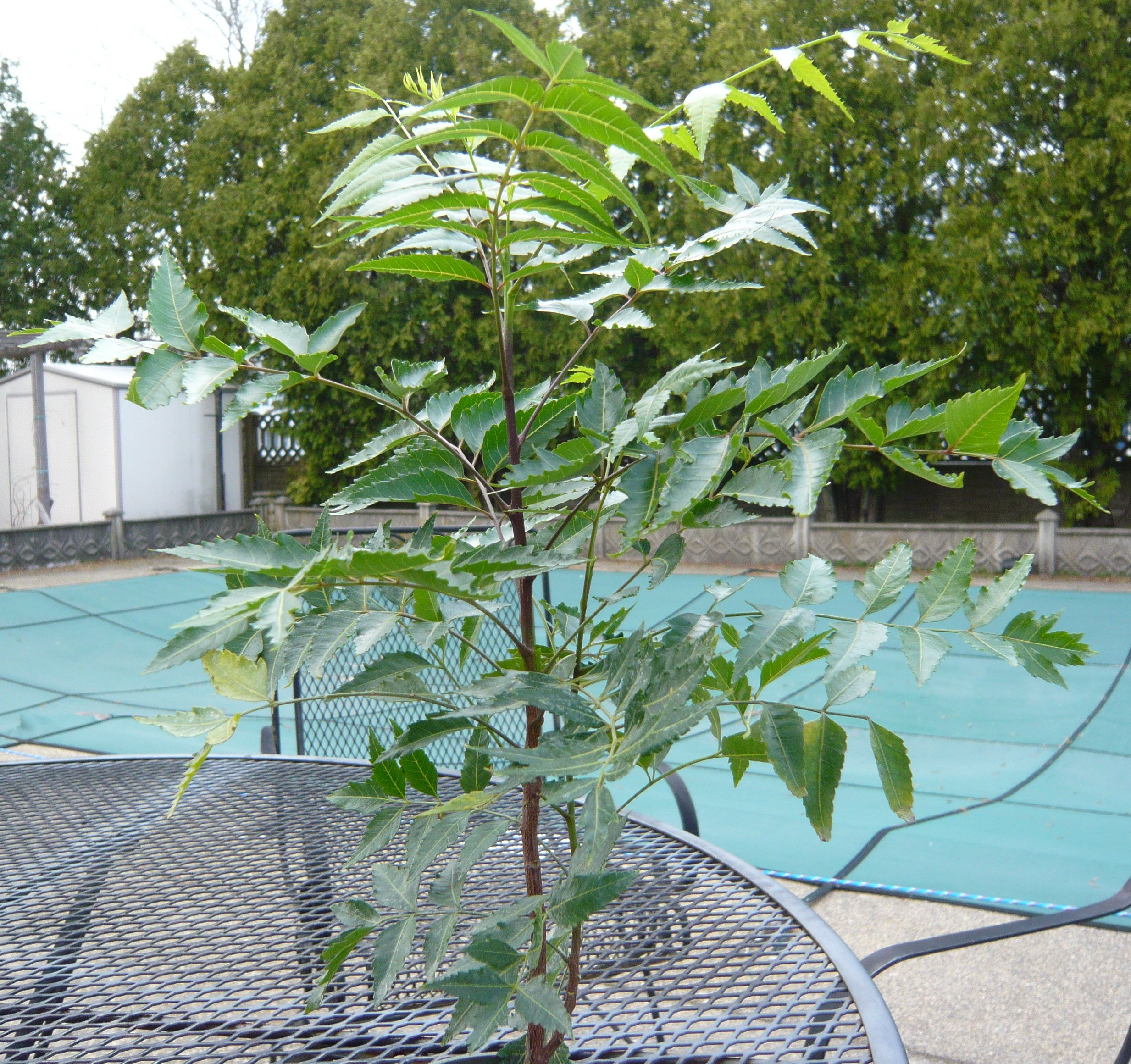 Neem Tree (Thai Sadao) -Azadirachta Indica