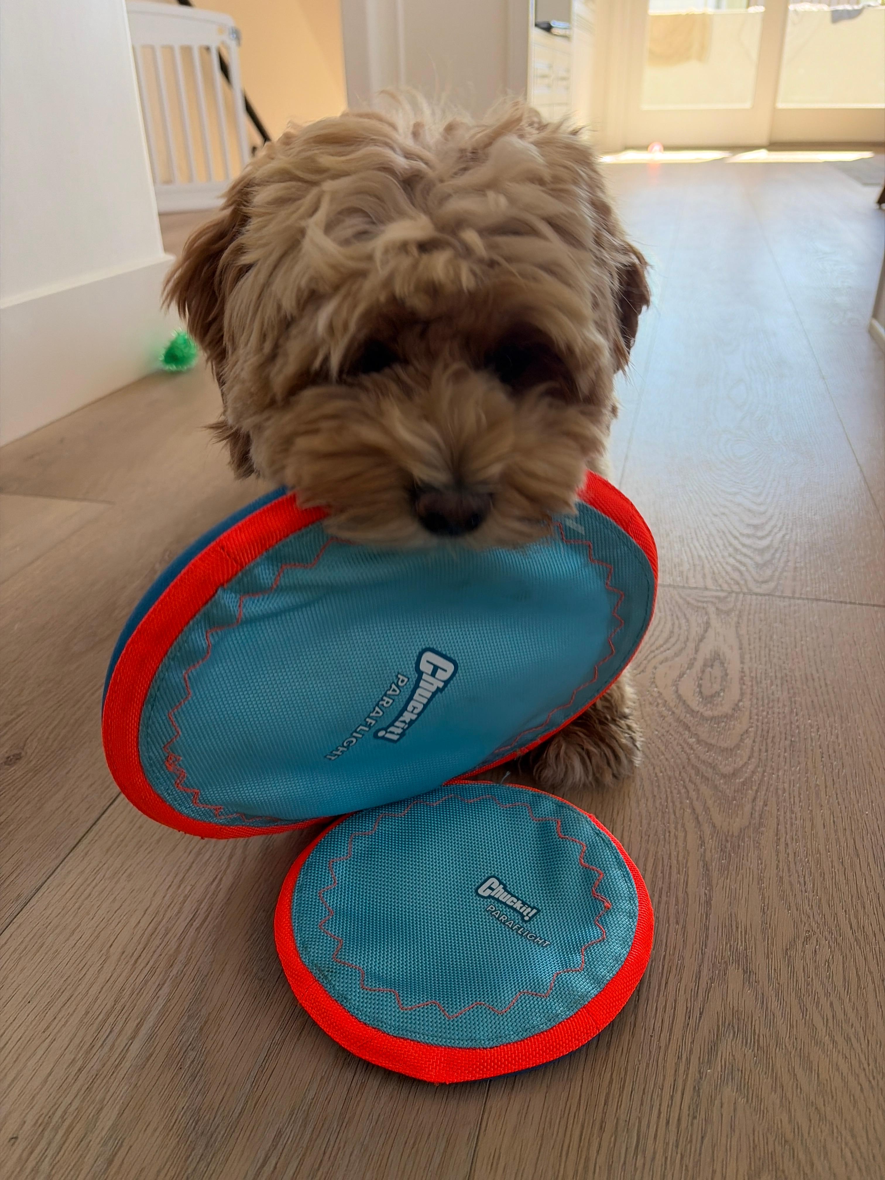 Xvazon Watch Golden doodle approved! Pick which size you like the best. on ...