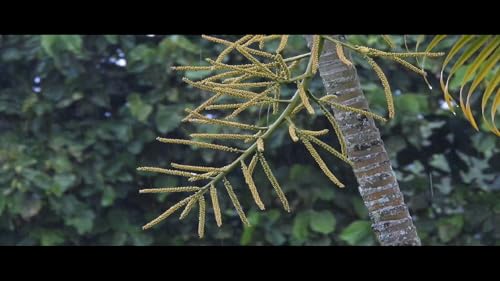 RAIN SCREENSAVER NO ADS