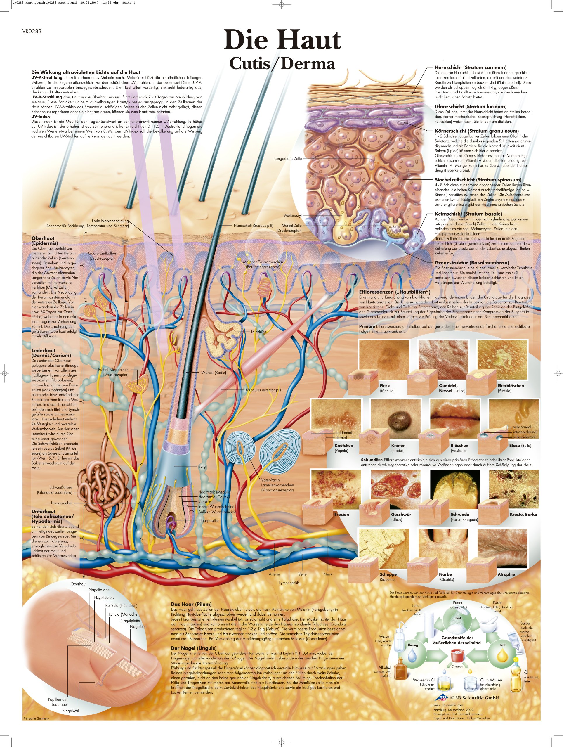 Lavagna Didattica 3B Scientific: Poster La Pelle, 50x67 Cm, Carta Fotografica 200g