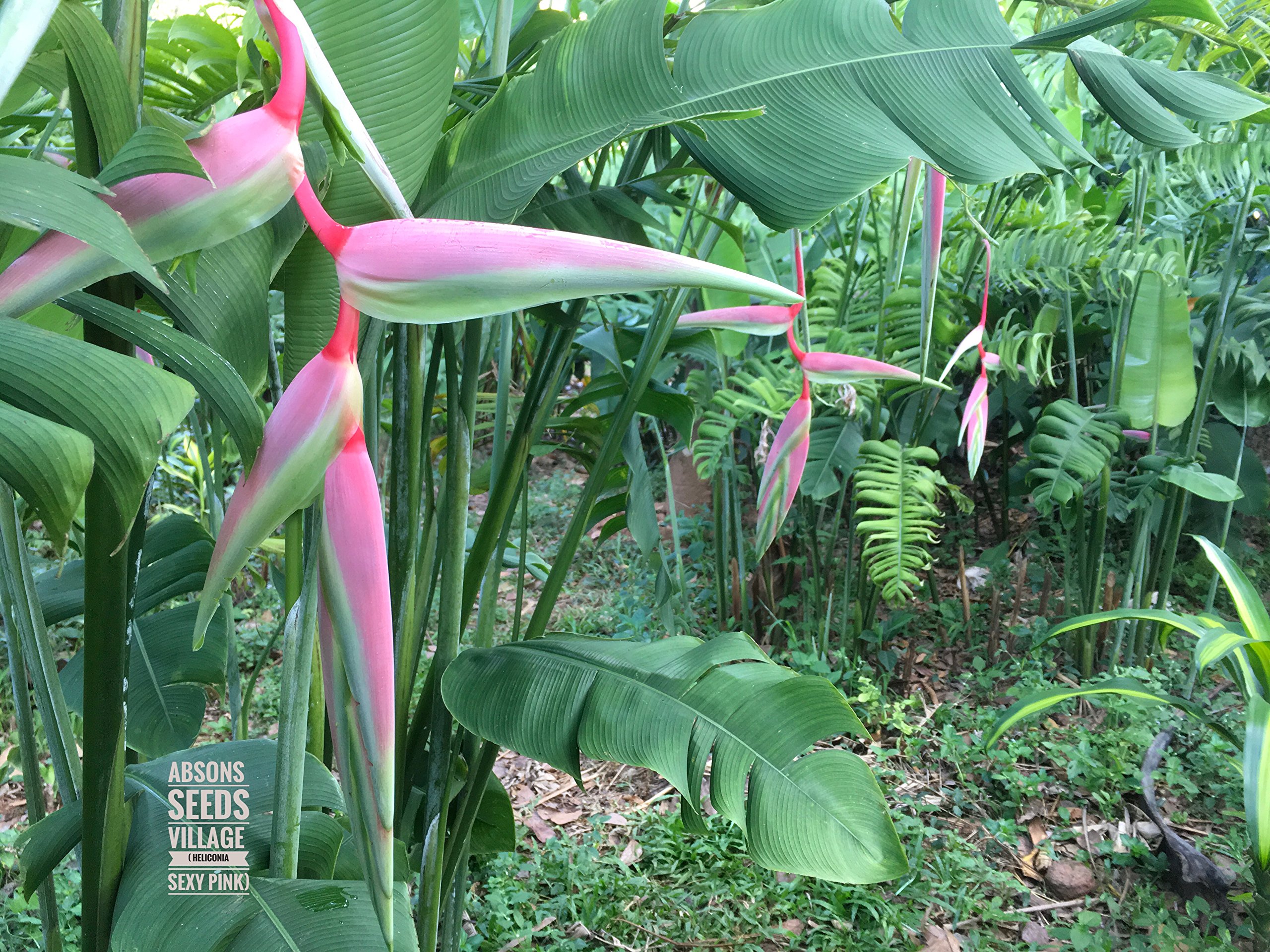 Seeds village Pink Flamingo Heliconia chartacea, A Very Rare Variety Garden Ornamental Landscape Setting Plant -2 Live Rhizoms/Bulb for Growing (B07631Y854) Amazon Price History, Amazon Price Tracker