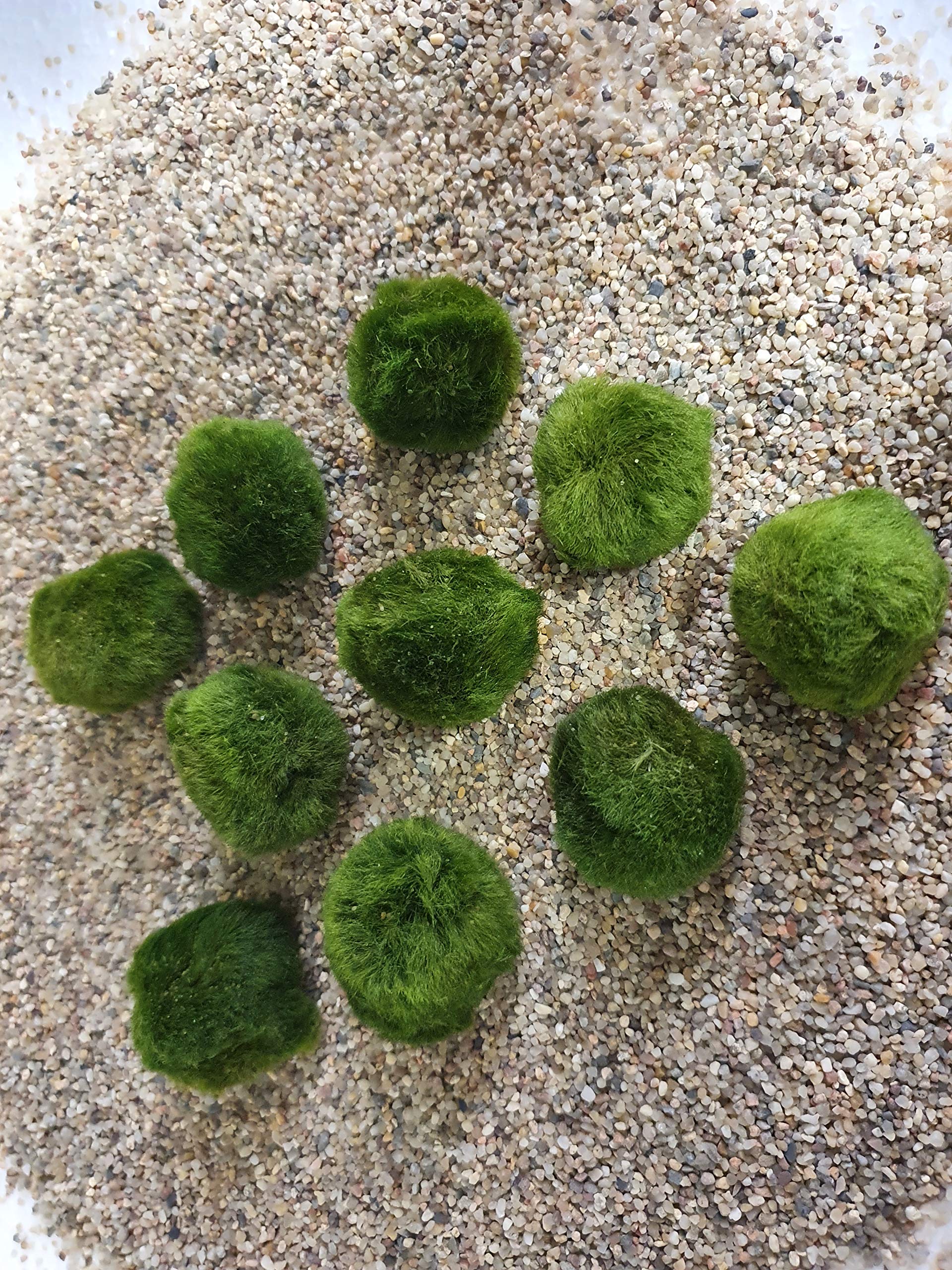 Aquatic Arts Lot de 10 boules de mousse Marimo pour plantes aquatiques Env. 3 cm