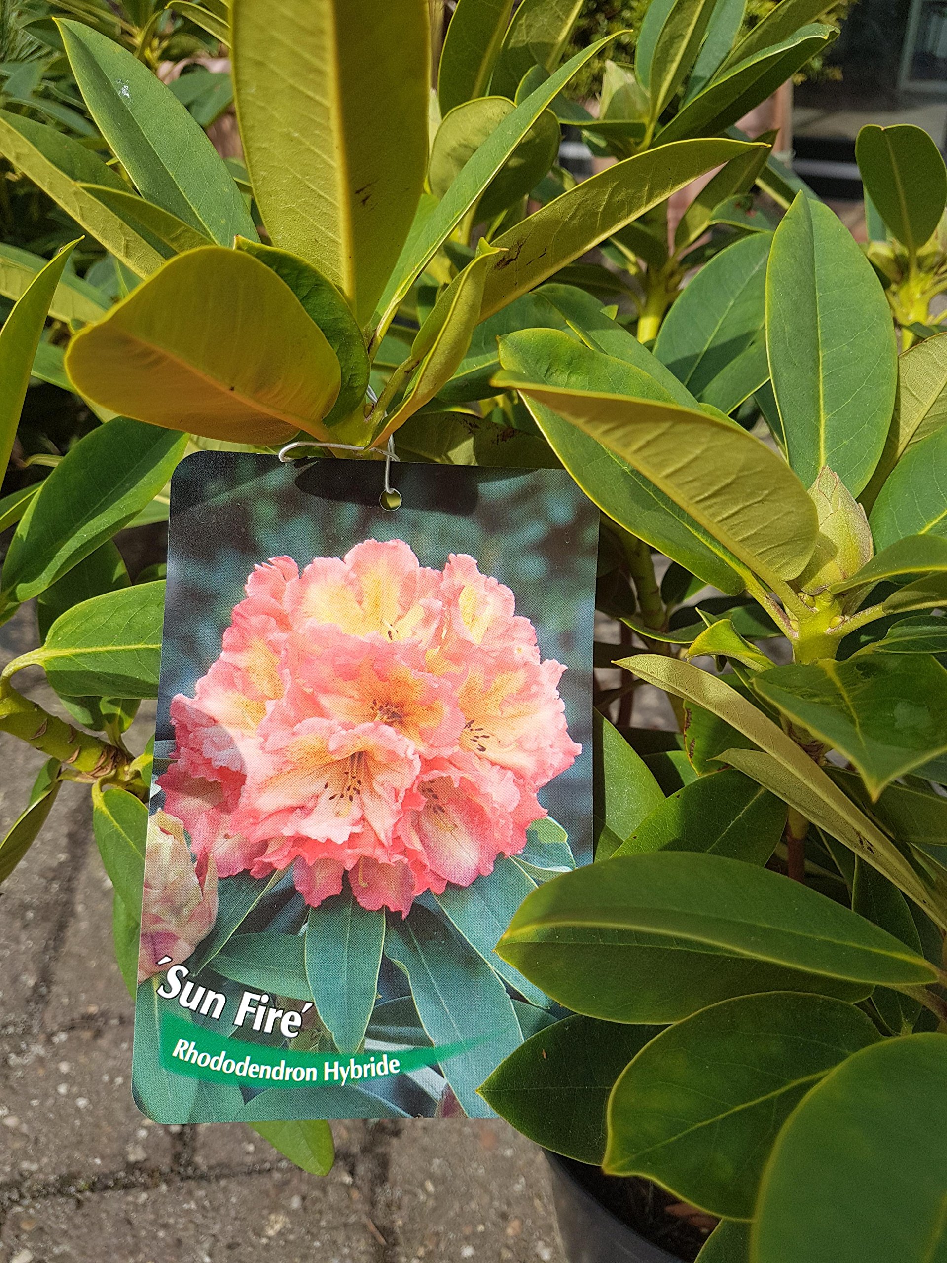 rhododendron wine and roses Rhododendron 'Wine and Roses' Rosa kaufen main image 0