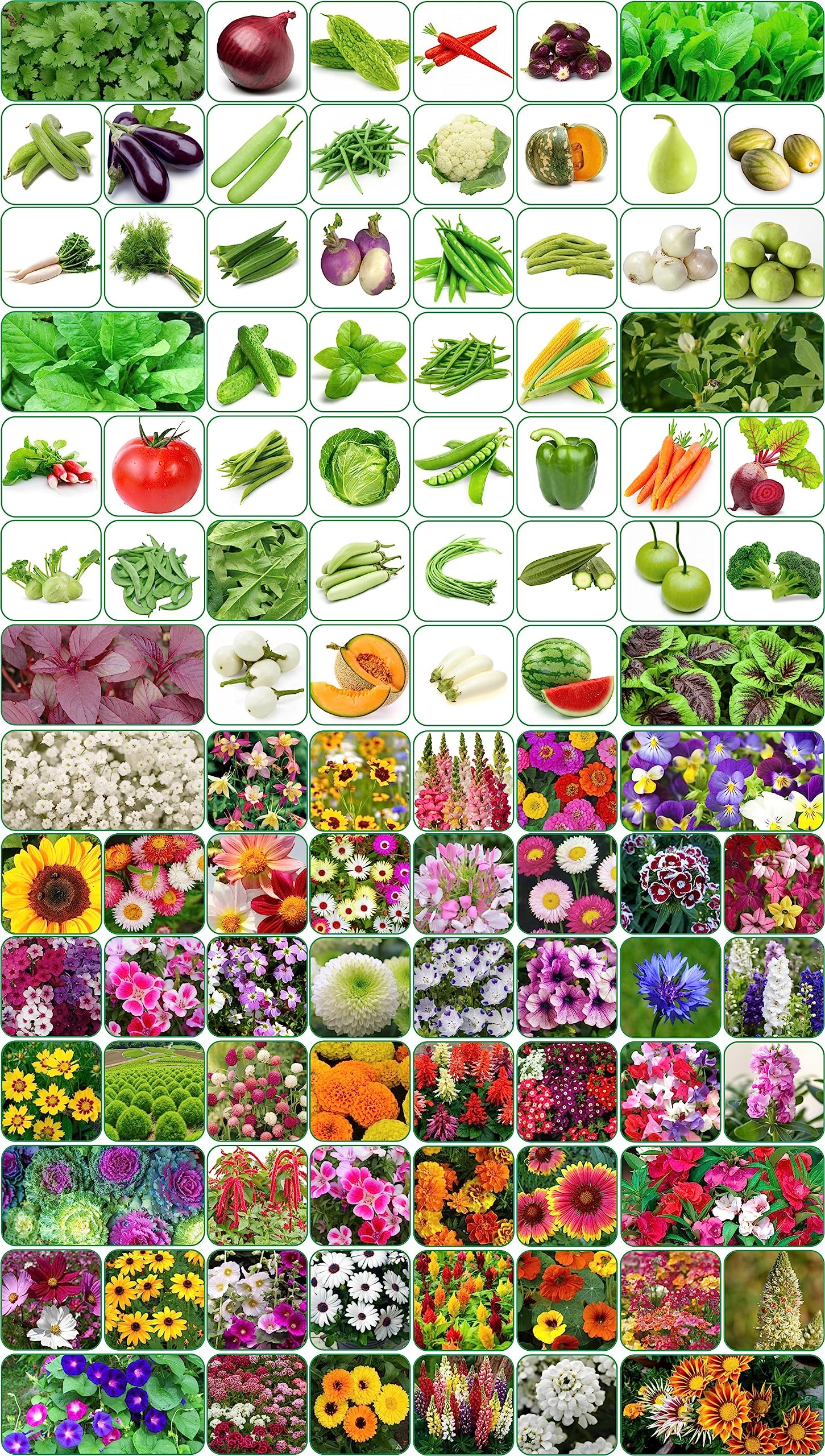 Aero Seeds 100 variety(50 flower and 50 vegetable) seeds combo pack with instruction manual.