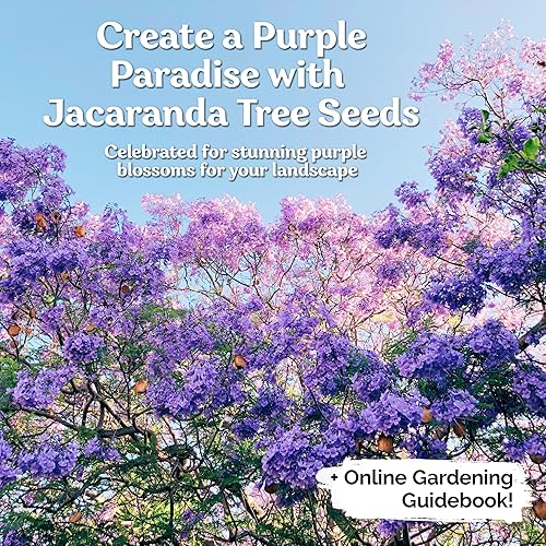 Miniatura 2 de KVITER 25 semillas de Mimosifolia azul de Jacaranda - Semillas de árbol de jacaranda azul para plantar, árboles orgánicos de rápido crecimiento,