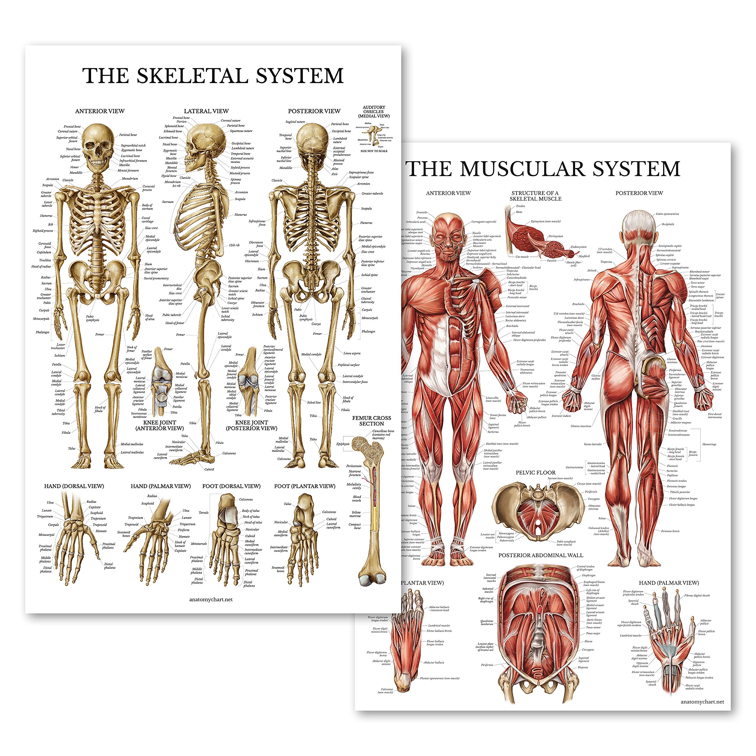 Palace Learning Muscular Skeletal System Anatomical Poster Set Laminated 2 Chart Set Human Skeleton Muscle Anatomy Double Sided 18 X 27 Amazon Com Au
