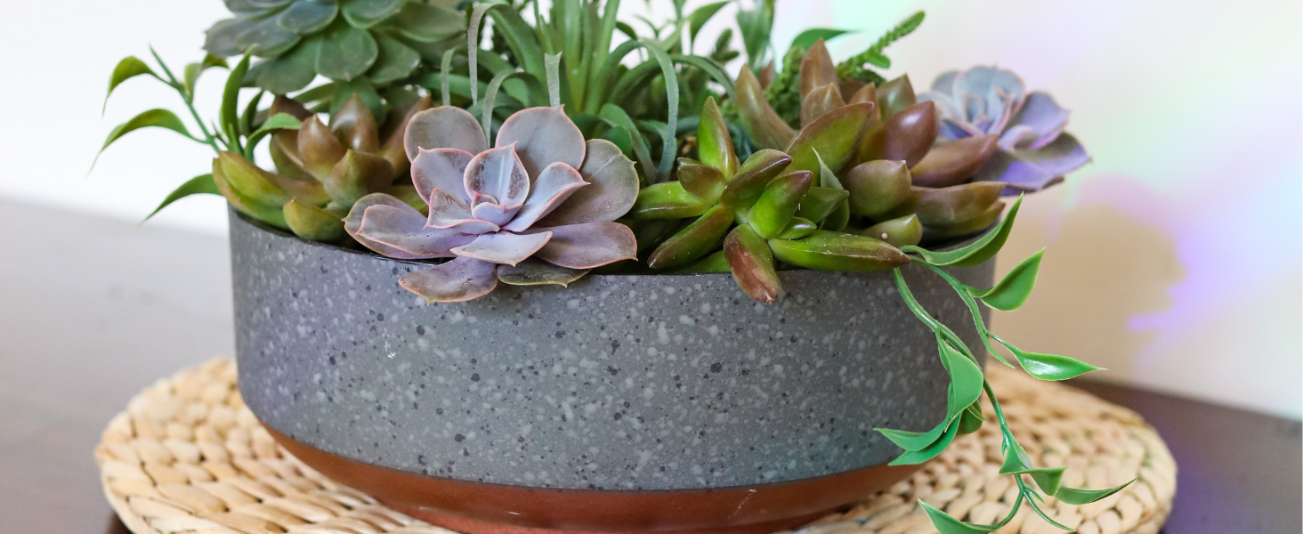 Amazon.com : The HC Companies 8 Inch Round Plastic Succulent Capri